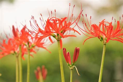 彼岸花開花|彼岸花の咲く時期は？開花や見ごろの時期と人気の名。